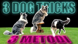 Top 3 Methods for DOG TRAINING | LURING - SHAPING - CAPTURING