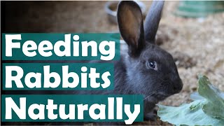 Feeding rabbits naturally without using pellets | Raising meat rabbits