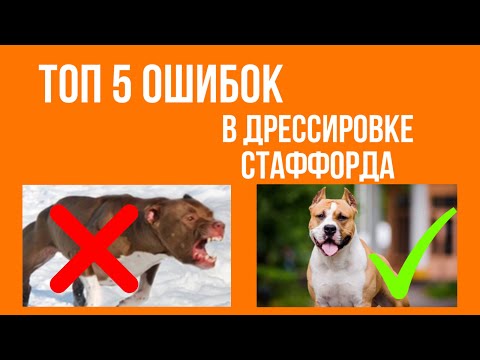 Как воспитывать стаффорда в домашних условиях