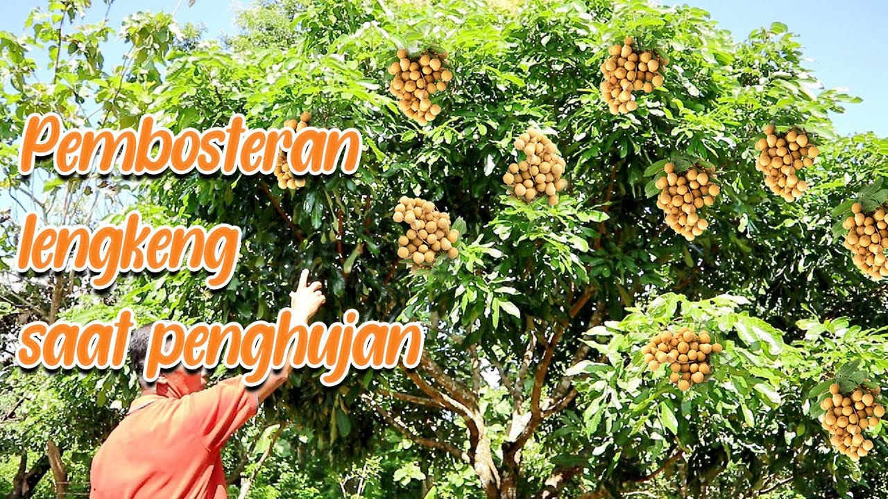 Rahasia pembosteran Lengkeng saat hujan #adyrajalengkeng #lengkeng #itohsuper #boster #pembosteran