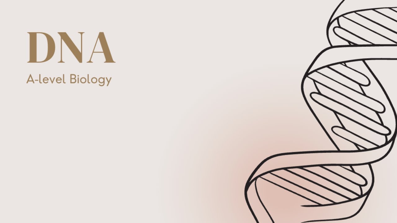 DNA 2.3.1 | A-Level Biology OCR A - YouTube