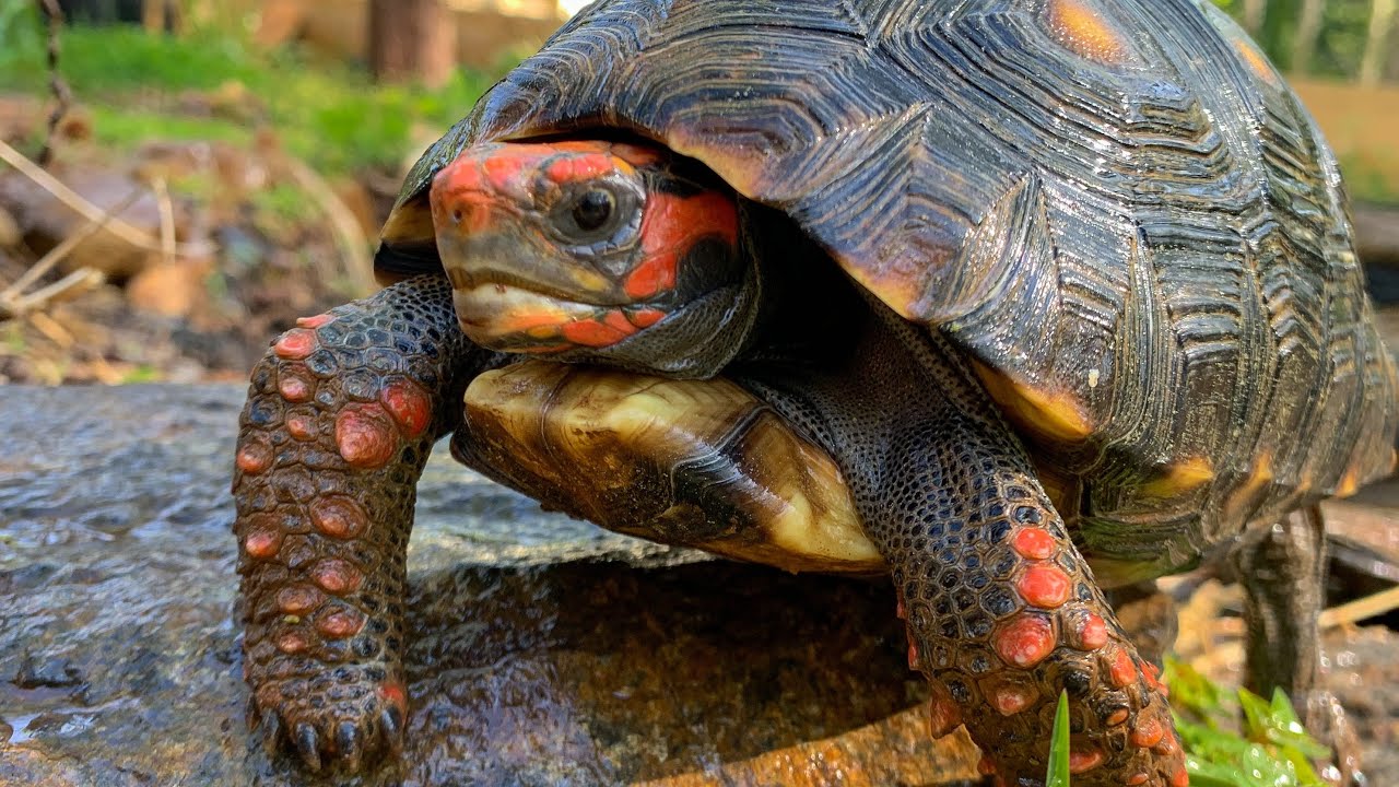 Spring Tortoise Update and Pond for Asian tortoises!! YouTube