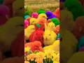 Tangkap Ayam Lucu, ayam warna warni, ayam rainbow, kelinci lucu, bebek lucu, ikan koi, Hewan Lucu