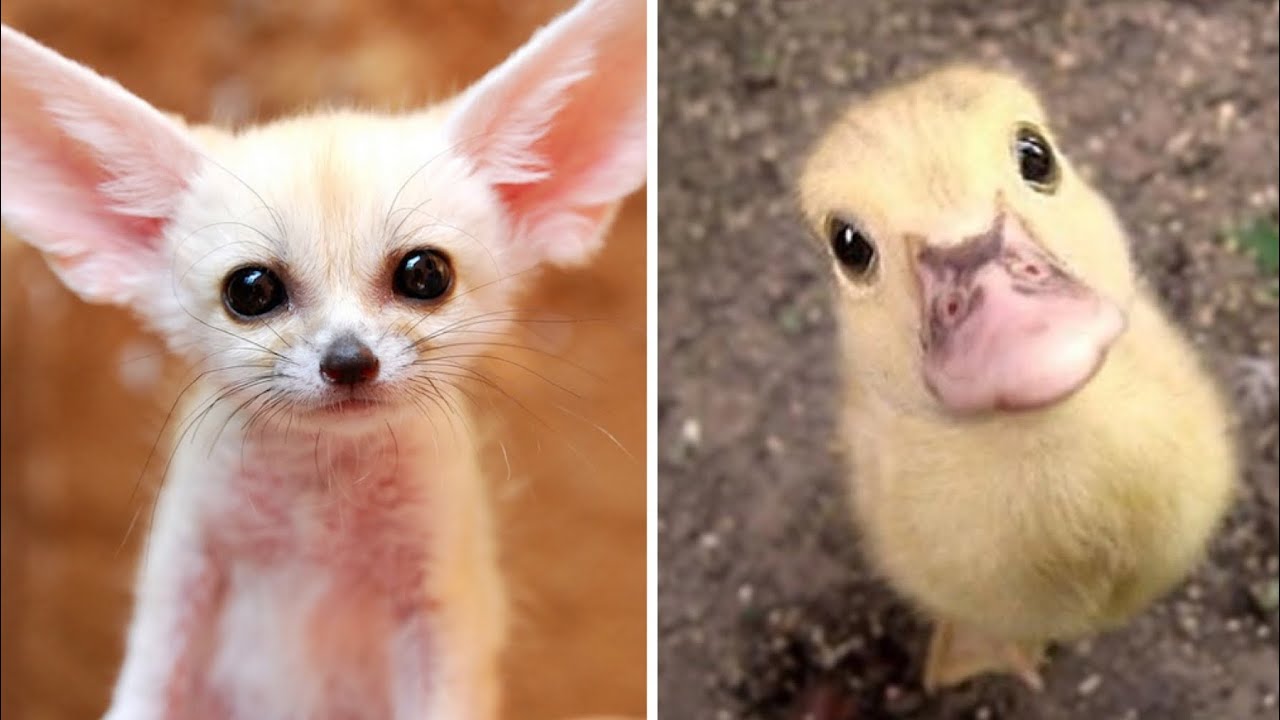 Cute animals compilation 2019 - YouTube