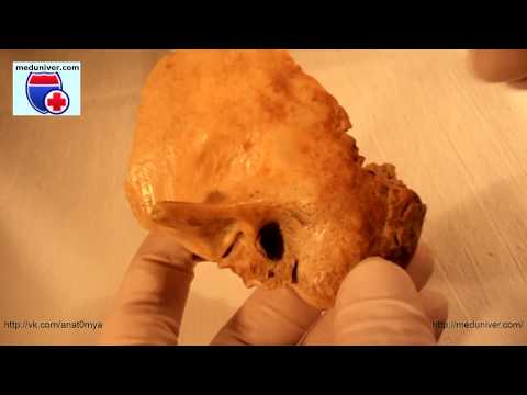 Анатомия височной кости (os temporale) - meduniver.com