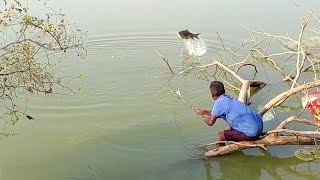 Fishermen setting On the tree| in river |wow catching big Rohu fishes in river