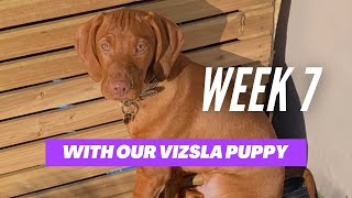 Week 7 with our 15 week old Vizsla puppy