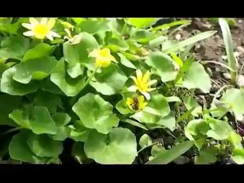 Чистяк весенний