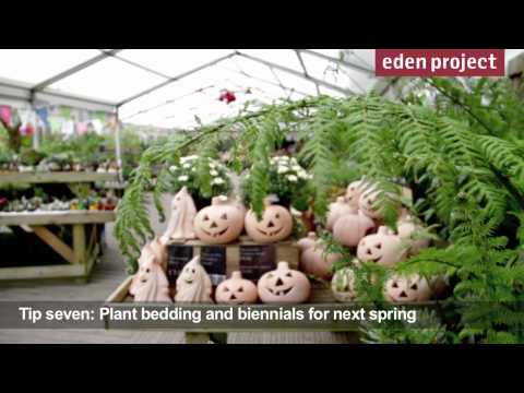 Video: Oktobra dārzkopības uzdevumi - ko dara ziemeļaustrumu dārznieki