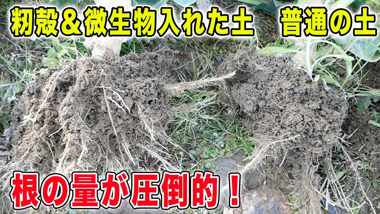 籾殻＆微生物を入れた土で収穫量は増えたのか？