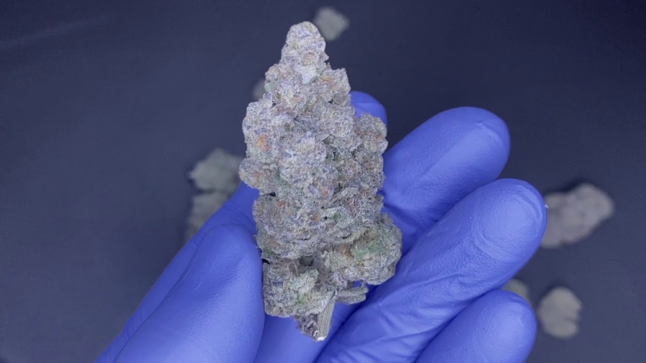 “FRESCO” A NEW CANNABIS STRAIN FROM THE BAKERIE