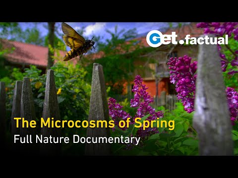 Video: Xeriscape Gardening pradedantiesiems