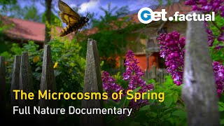 The Secret Garden - Springtime's Micro-Ecosystems - Full Nature Documentary screenshot 1