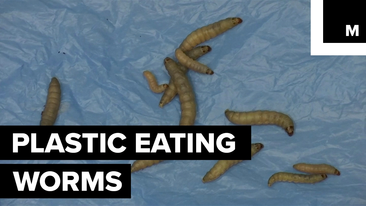 5 Worms That Can Help Us Getting Rid Of Our Plastic Waste