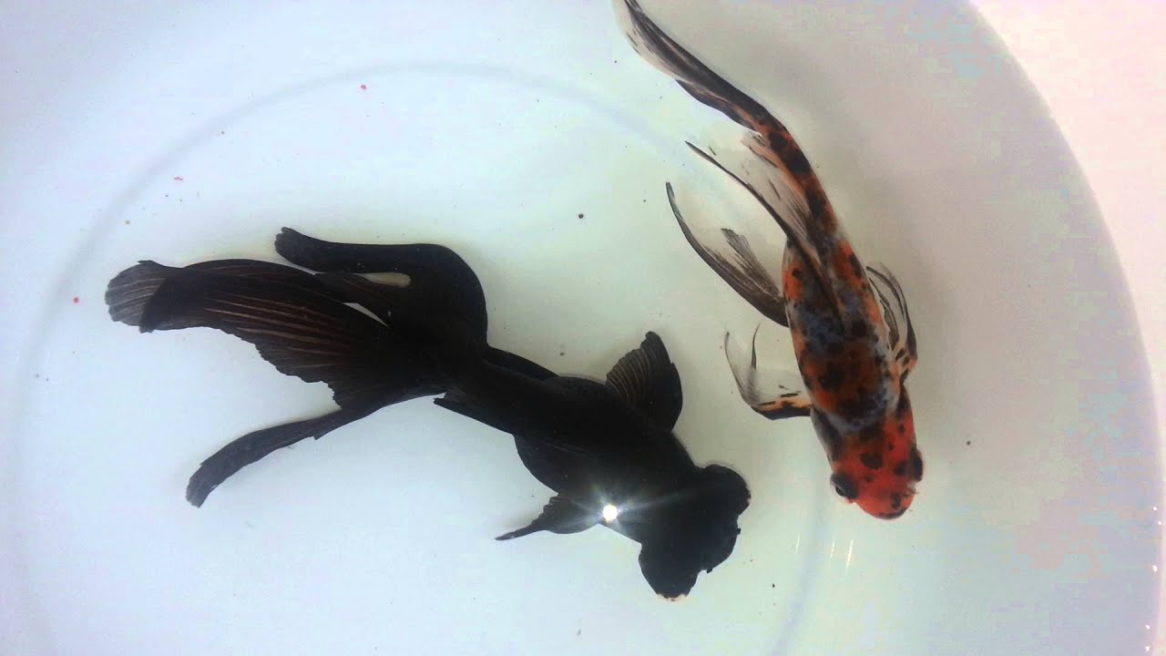 black shubunkin goldfish