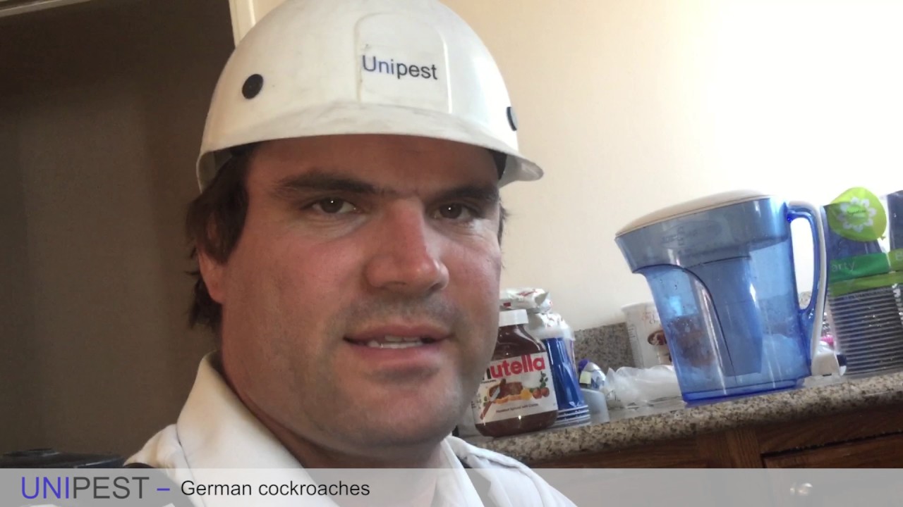 How to kill German Cockroaches effectively in a residential kitchen - YouTube