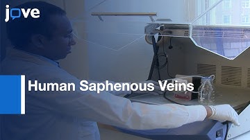 Decellularization & Recellularization Methodology For Human Saphenous Veins l Protocol Preview
