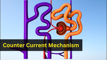 Counter current mechanism in Kidney | Bio Scholar