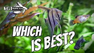 Are These The BEST FISH in Aquariums?