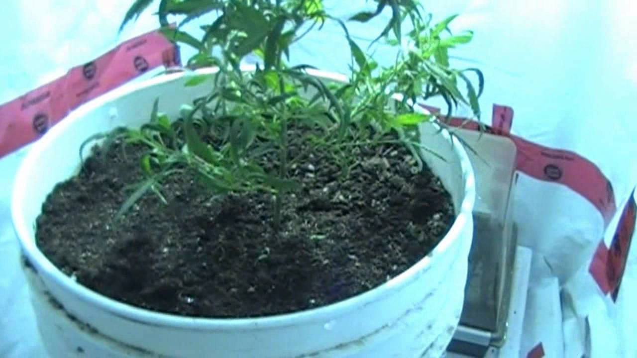 HOW TO individually scrog your plants - one plant screen of green