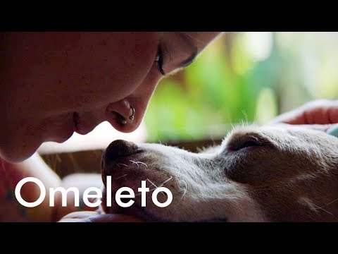 Video: Akuarium Chicago Mengadopsi Penyelamatan Anjing Dan Memberi Mereka Lautan Cinta