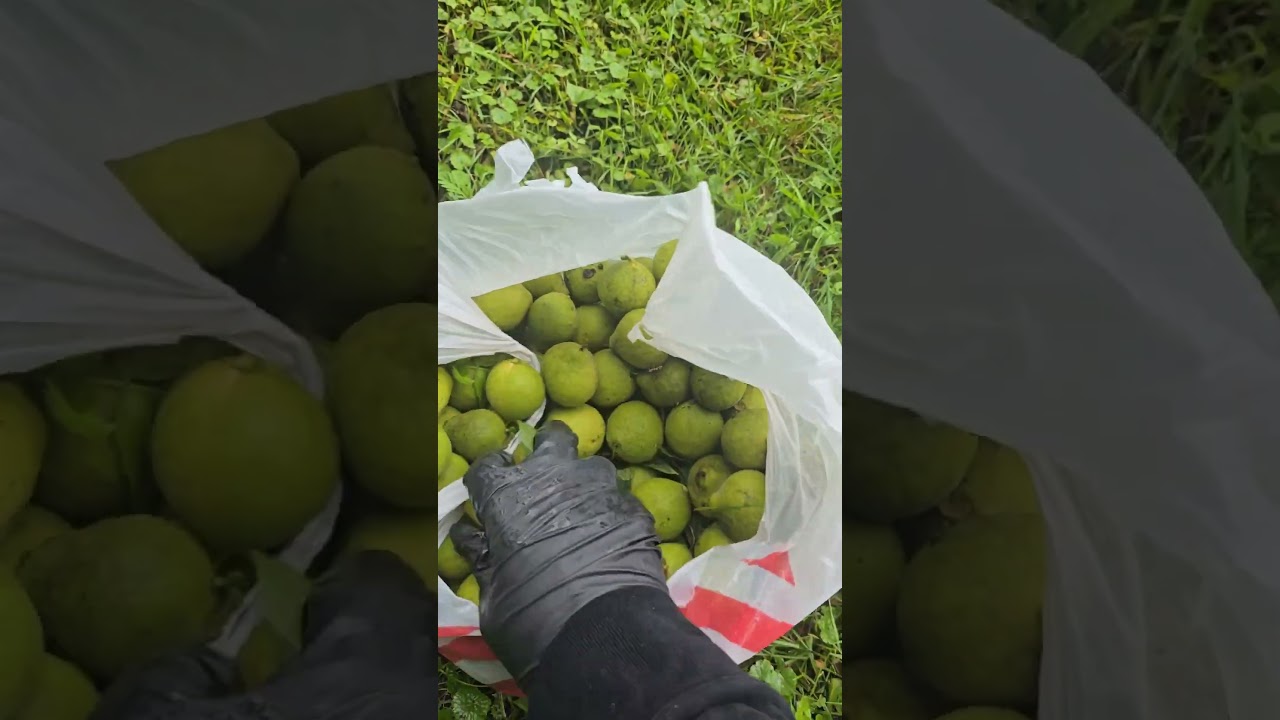 Black Walnuts as a Tanning solution 