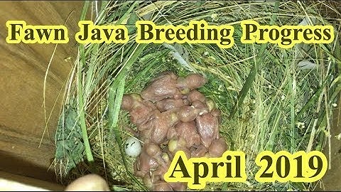 JAVA SPARROW PROGRESS||FAWN JAVA BREEDING PROGRESS APRIL 2019[HINDI/URDU]