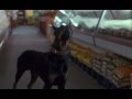 Dobermans in movie -- 25 -- Доберманы в кино