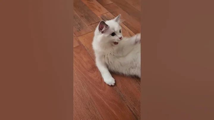 Video 11144781: cat kitten kitty cute, kitten rolling, kitten love