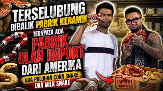 TERSELUBUNG DIBALIK PABRIK KERAMIK TERNYATA PABRIK ULAR IMPORT ADA PULUHAN CORN SNAKE DAN MILK SNAKE