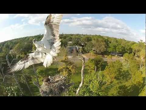 Gopro HD: Giant bird attacks quadcopter!