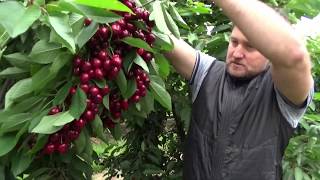 17 tons per hectare of Kordia cherries under Cravo retractable roof,  Reid Fruits, Jan  20, 2020