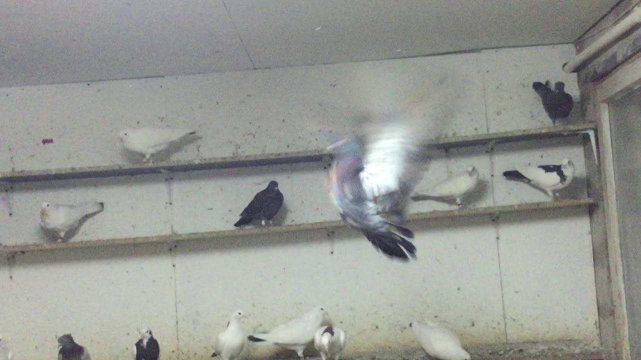 Во дворе дома прилетели голуби