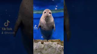 Foca Parada Splash, Seals Splash