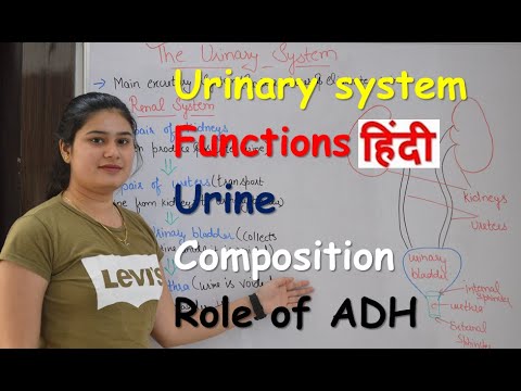 Urinary system in