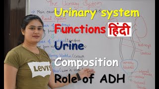 Urinary system in Hindi | urine composition | functions | organs | Rajneet medical education