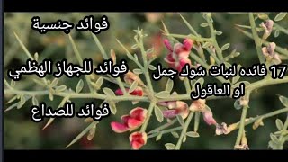 فوائد شوك الجمل اؤ العاقول ؟ضمن فقرة معلومات عامه