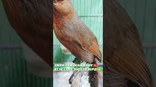 Poksay Kuda Suara Kuntilanak  kicaumania