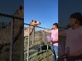 Camel tries to eat the bucket. #animals #cute #feeding