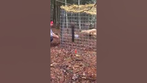Safe Capture of Sage and Zoe in a Mega Missy Trap, 10/29/15