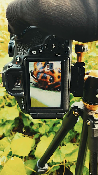 Canon 600D with 18-55mm kit lens