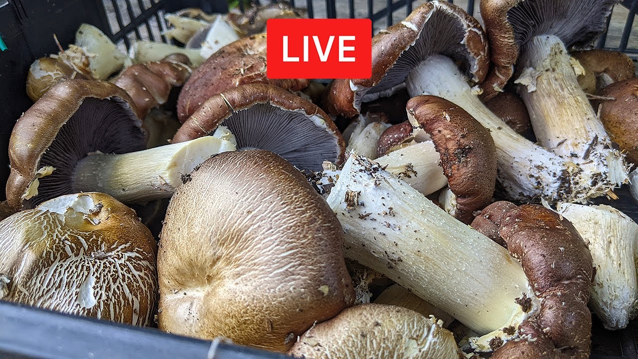 COME COLTIVARE FUNGHI. Con Marcello Giordano 🔴