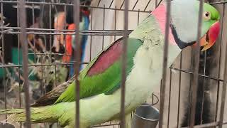 VID 20241201 142444