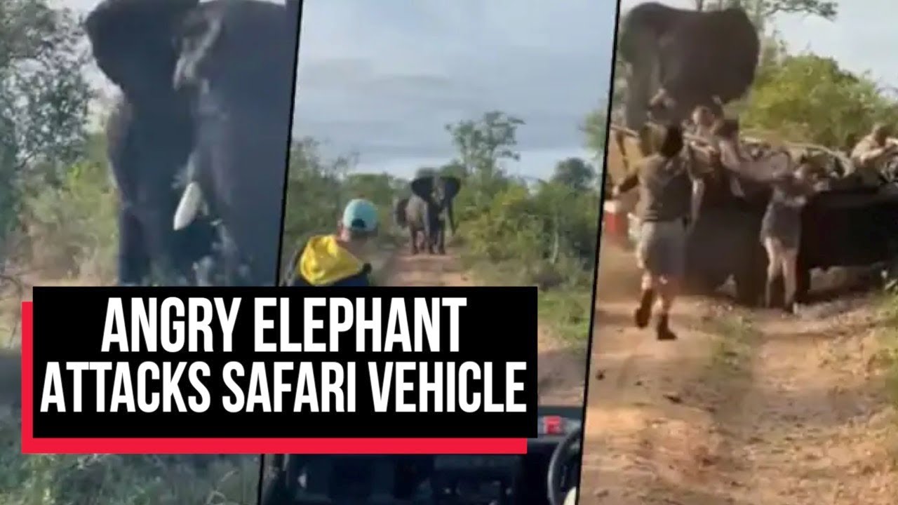 Watch: Angry Elephant Attacks Safari Vehicle As Passengers Run | Cobrapost