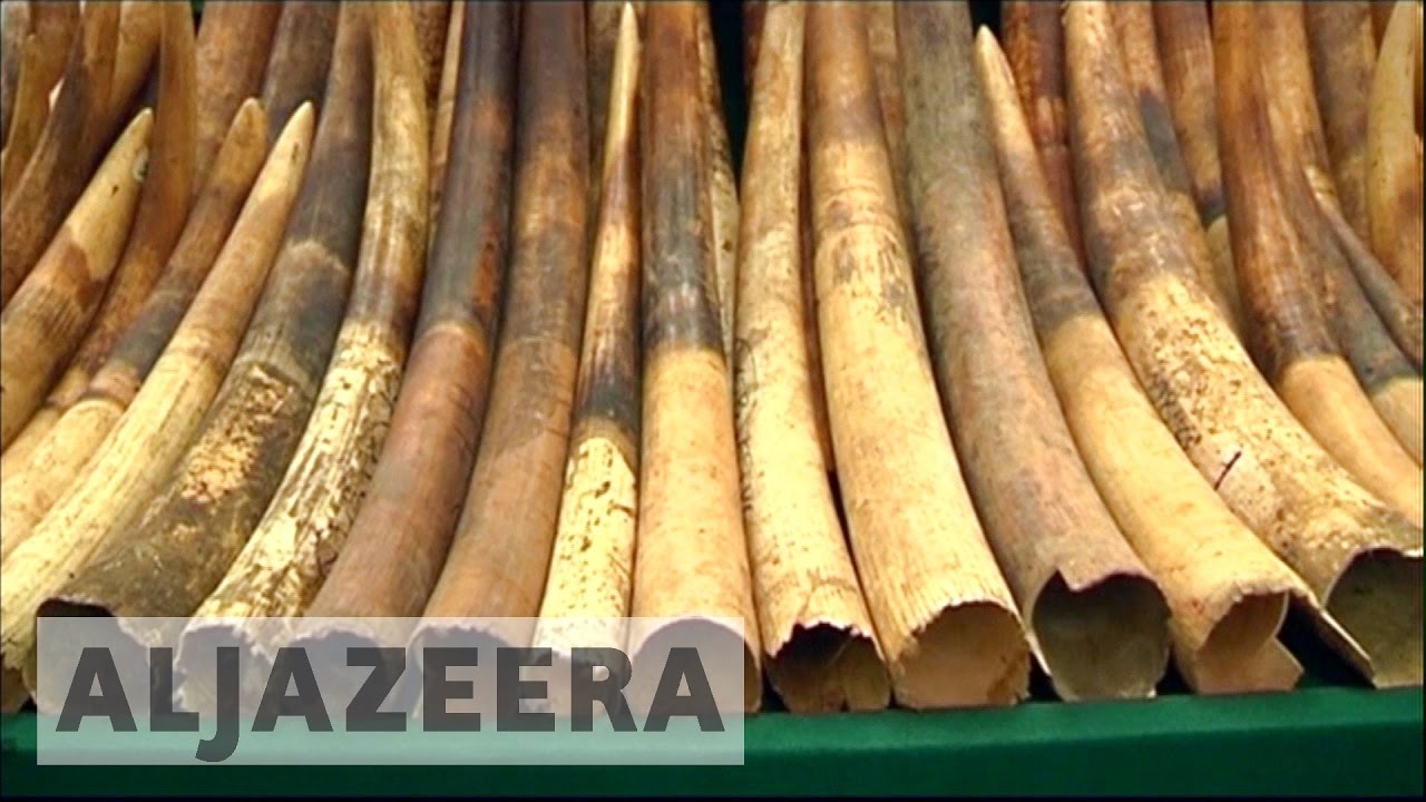 China: Domestic ivory trade to be banned by end of 2017