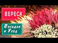 🌱Время сажать ВЕРЕСКИ! Распустился вереск розовою крошкой,нежным ароматом, меленькой серёжкой!