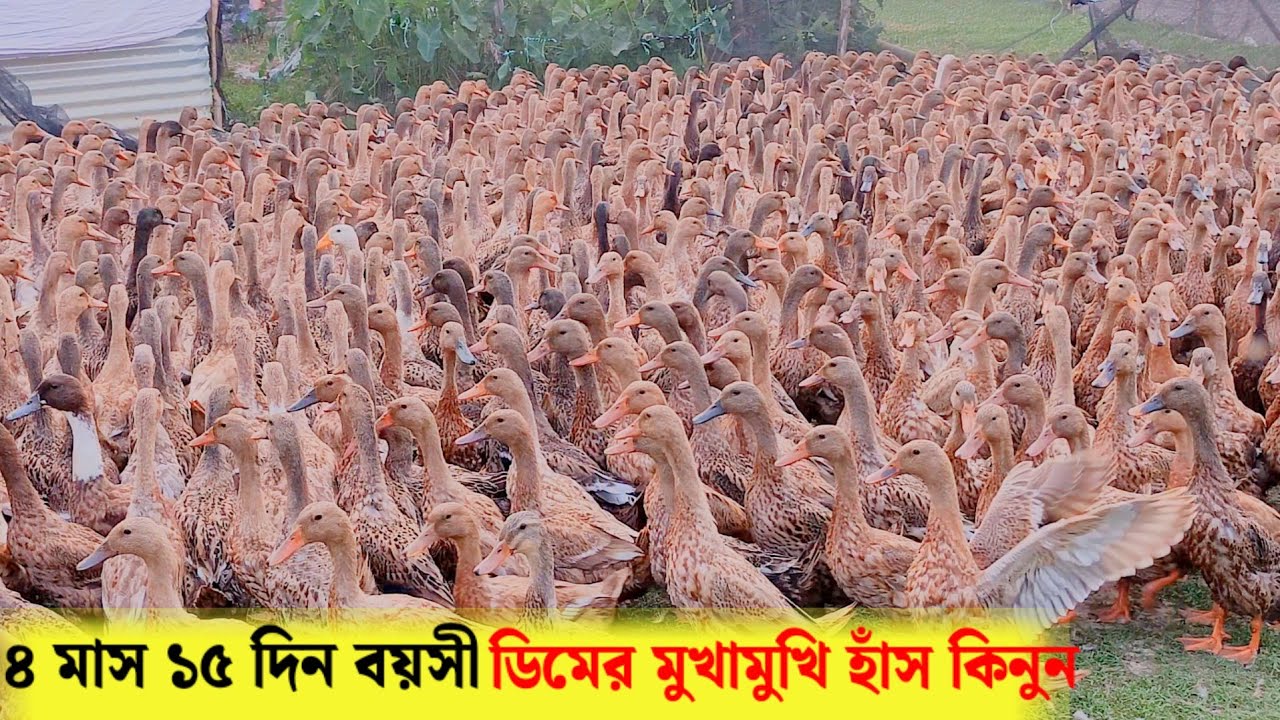 ৪মাস১৫দিন বয়সী ডিমের মুখামুখি হাঁস কিনুন।সারাদেশে বিক্রি।বারকাহ্ হাঁসের খামার।