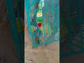Parrot talking sound #parrot #viral#shorts #trending #lifeisbutadream #indianbatsman #birds #champak