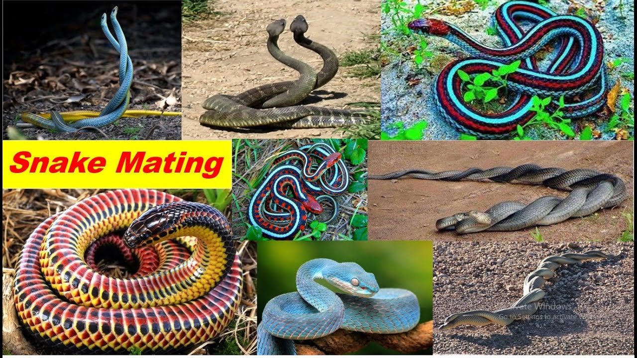 Snake Pair Having Sex |Venomous snakes mating video | Snake Mating Video | Animal Mating | Snake