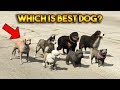 GTA 5 ONLINE : WHICH IS BEST DOG?